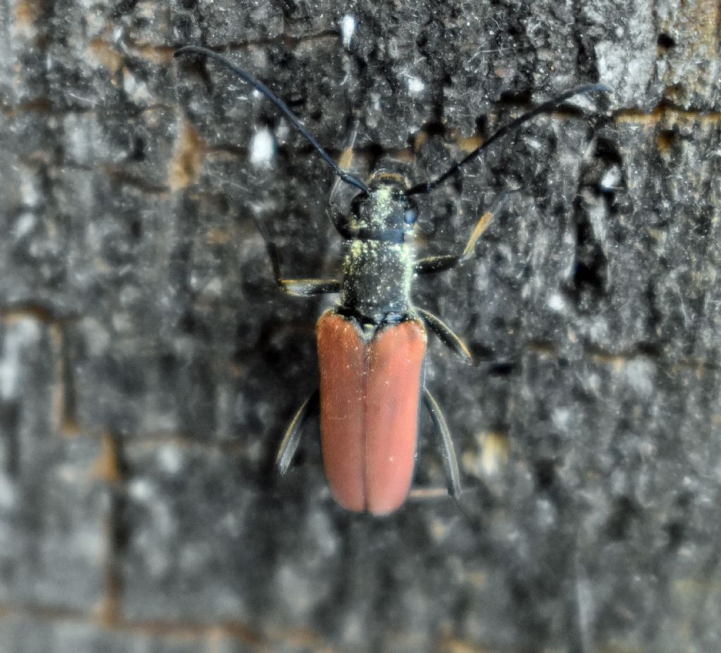 Cerambycidae: Anastrangalia sanguinolenta?  S !